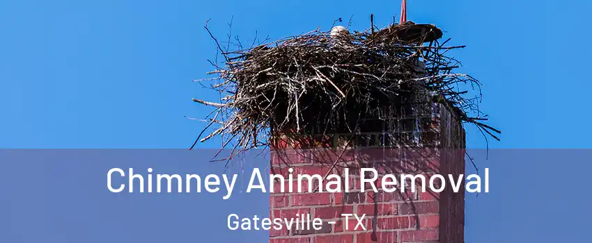  Chimney Animal Removal Gatesville - TX