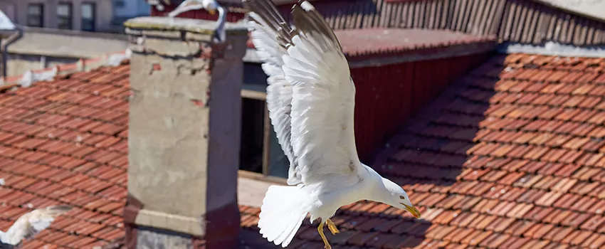 Residential Chimney Animal Removal Solution in Gatesville, TX