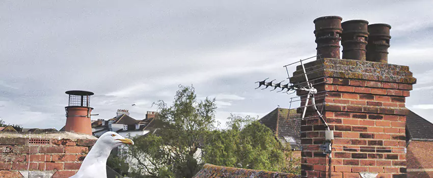 Chimney Cleaning And Restoration in Gatesville, Texas